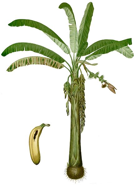 Файл:Musa paradisiaca Blanco1.88-cropped.jpg