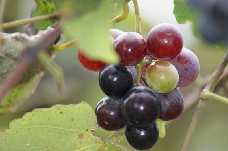 Файл:Grape Plant and grapes.jpg