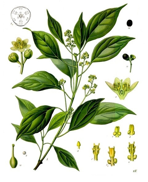 Файл:Cinnamomum camphora - Köhler–s Medizinal-Pflanzen-181.jpg