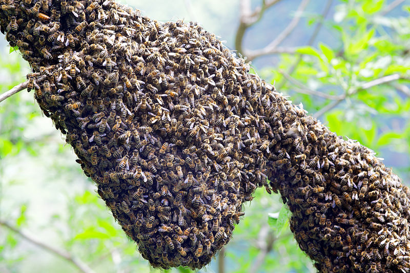 Файл:Swarming.jpg