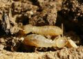 Миниатюра для версии от 16:38, 27 июня 2017