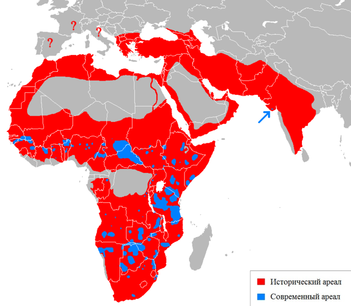 Файл:Lion distribution-ru.png