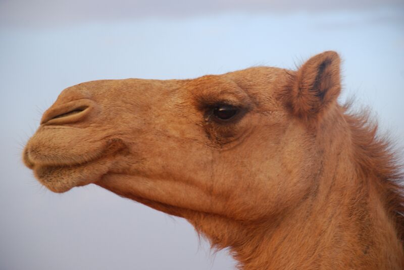 Файл:Camelface.jpg