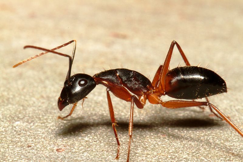 Файл:Ant.jpg