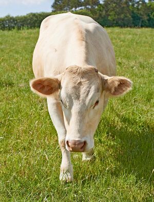 White-cows-standing-farm-pasture.jpeg